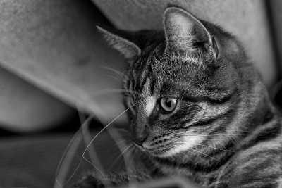 条纹灰家猫好奇地看着镜头