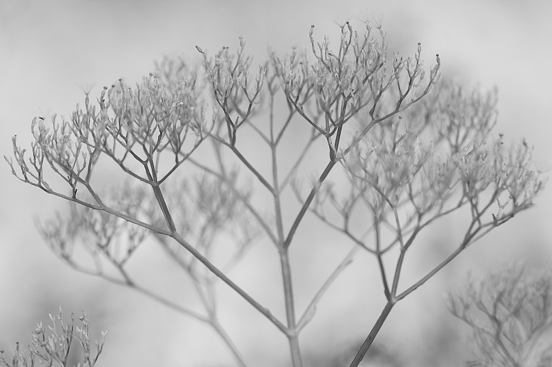 秋季植物干燥无叶，黑白相间