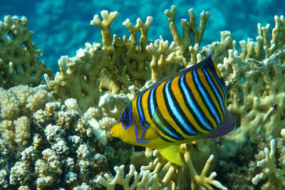 皇家或帝王天使鱼(Pygoplites diacanthus) -红海