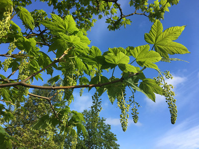 2018年5月，美国梧桐树开花