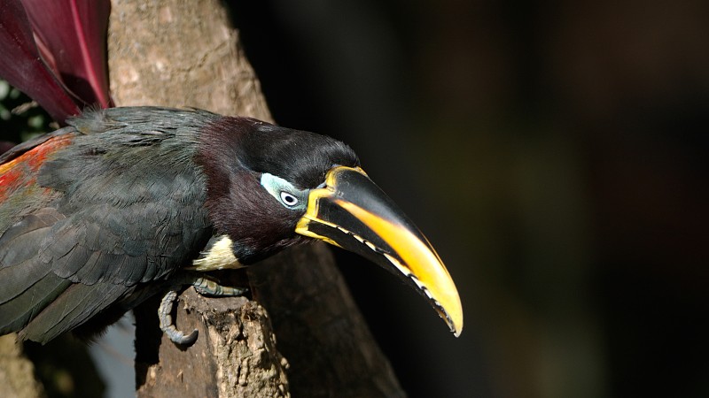 Chestnut-eared Aracari