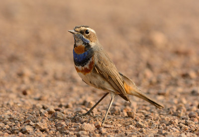 蓝喉男性(Luscinia svecica)