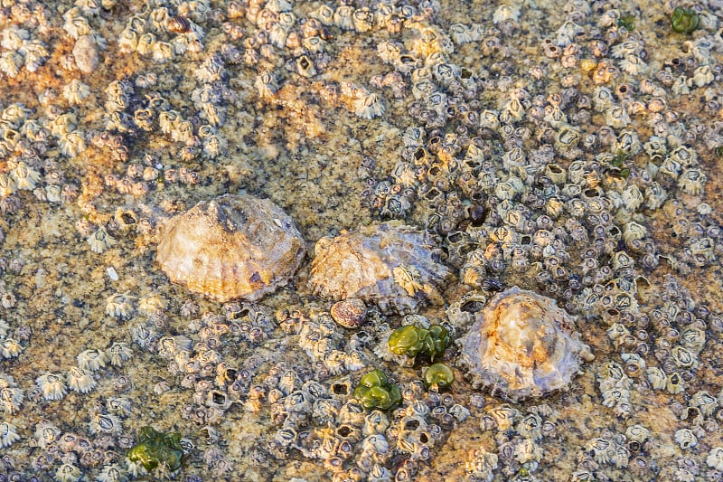 三只帽贝在海岸岩石上