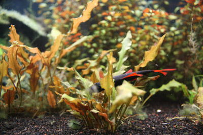 鱼缸