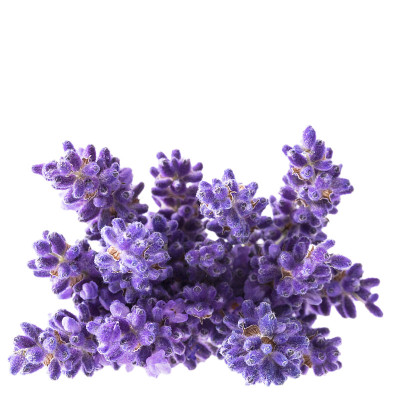 紫罗兰紫色的花孤立在白色的背景，近。