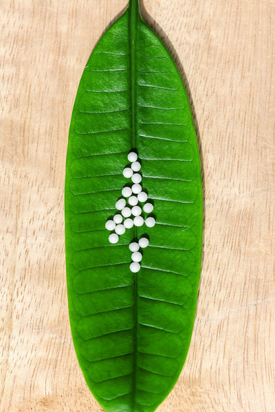 绿叶上的顺势疗法药丸
