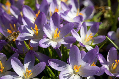 开花Crocusses