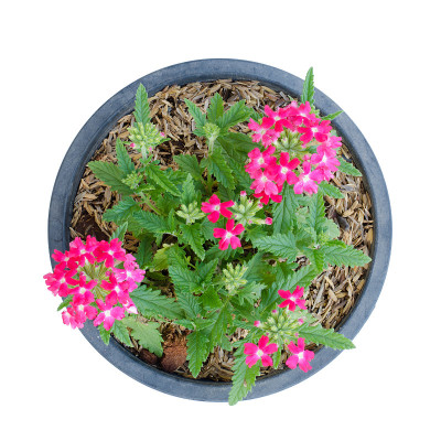 Verbena (verbenas或vervains)