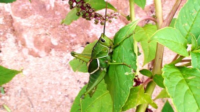 蚱蜢属昆虫