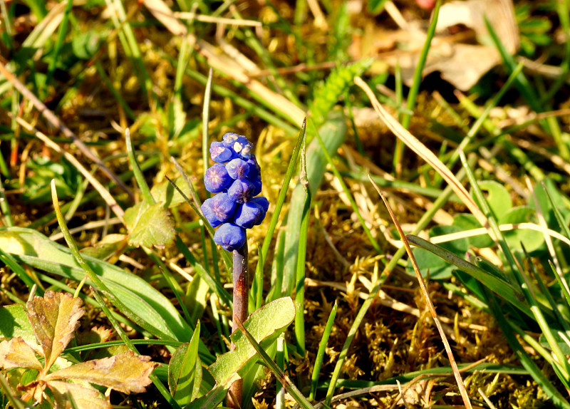 muscari