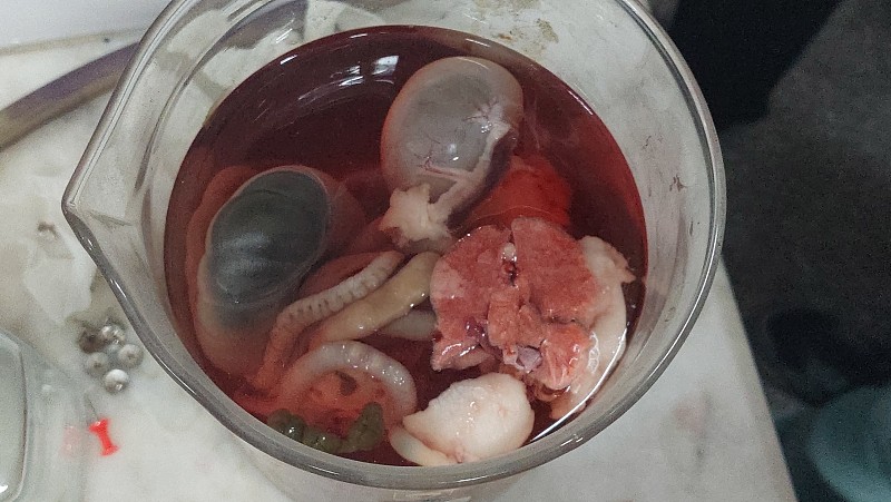 动物的身体部位