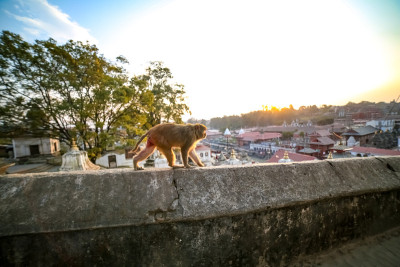 猴子走