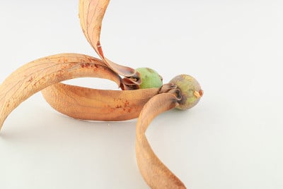 Dipterocapus Alatus