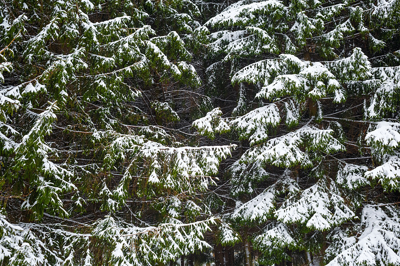 冷杉和雪