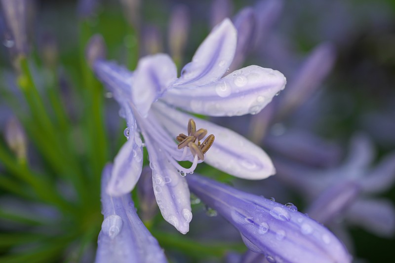 2019年6月4日，日本东京:雨中盛开的蓝百合