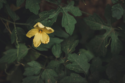 黄色的花-壁纸