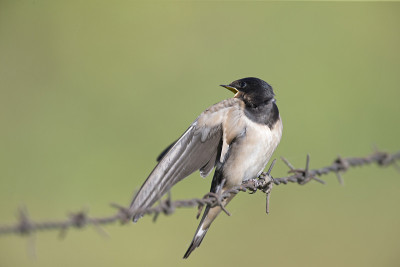 年幼的家燕(Hirundo rustica)栖息在铁丝网上等待喂食。