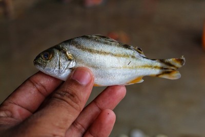 印度鱼市的野生动物