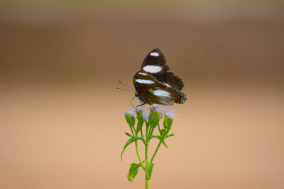 Eggfly蝴蝶