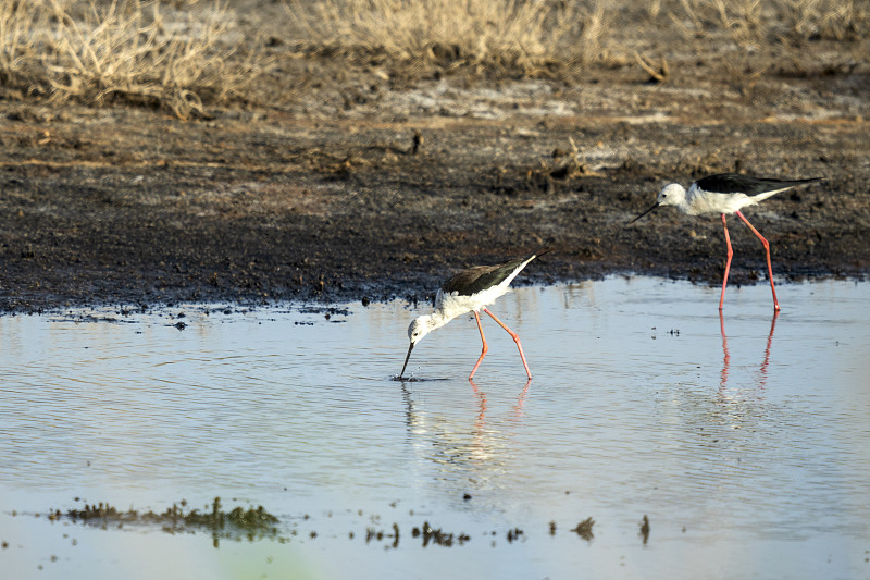 意大利托斯卡纳marremma Grosseto, Castiglione della Pescai