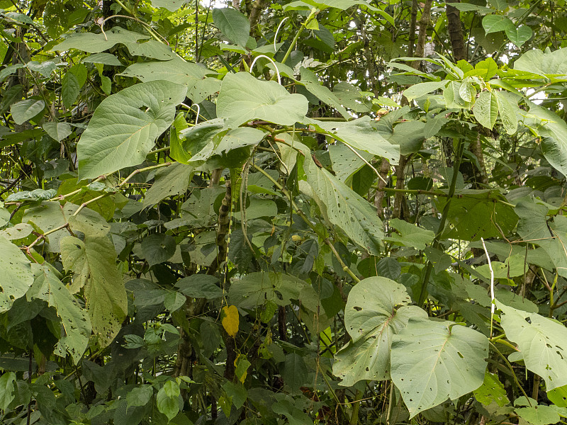 在哥斯达黎加北部的阿雷纳尔湖(Arenal Lake)的丘陵乡村徒步，这里植被繁茂，树叶多样