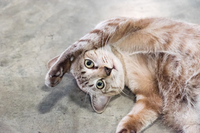 小猫灰色的样子躺着伸懒腰