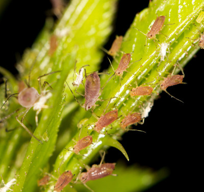 植物上的蚜虫。关闭