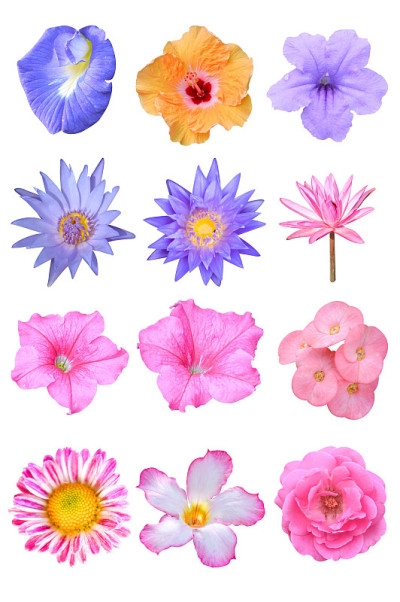 美丽的花