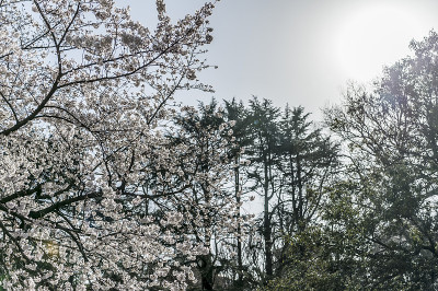 樱花