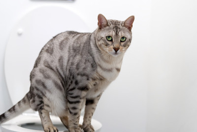 孟加拉银斑猫使用人类厕所，靠近宠物窝