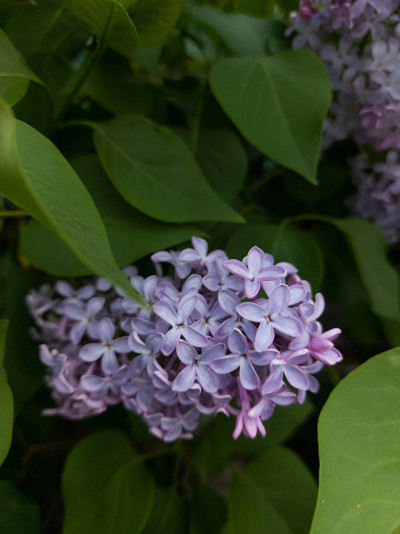 丁香花盛开丁香树开花木本植物