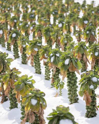 球芽甘蓝在冬天的雪地里