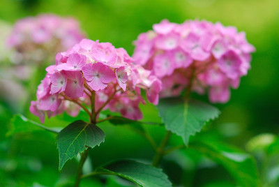绣球花