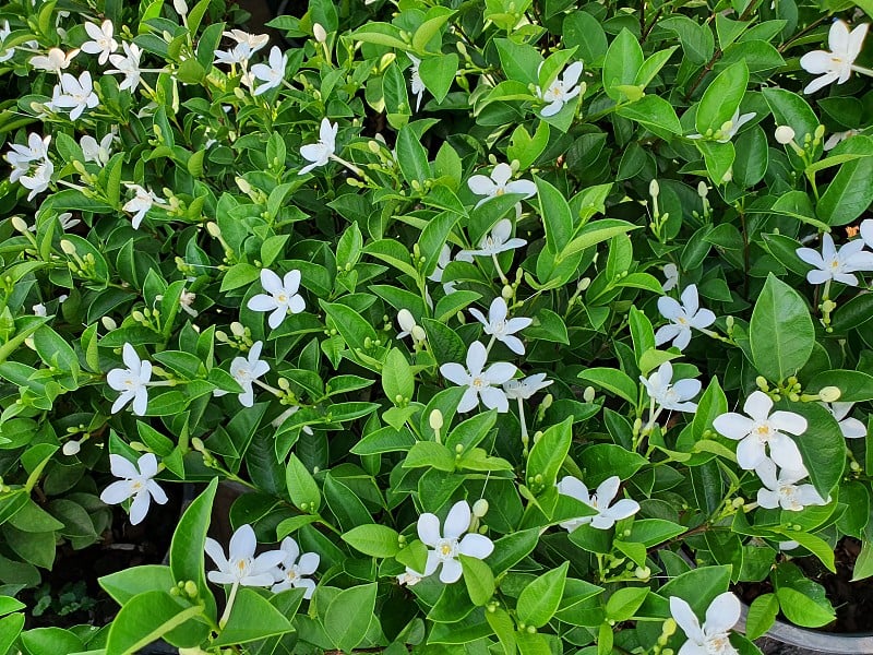 深绿色常绿灌木，花纯白色，