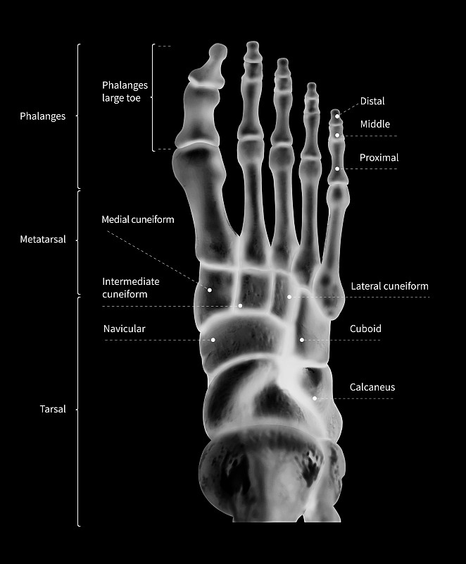 人体足部骨骼解剖系统信息图前视图-三维-人体解剖-医学图-教育和人体概念-黑白x光彩色胶片