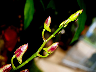 兰花的花