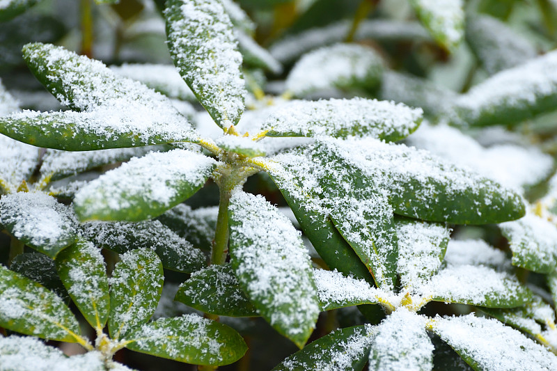 绿色植物上的第一场雪