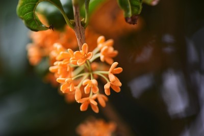 香橄榄花