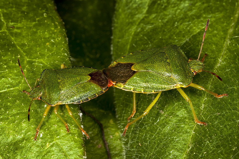 绿盾虫(Palomena prasina)交配