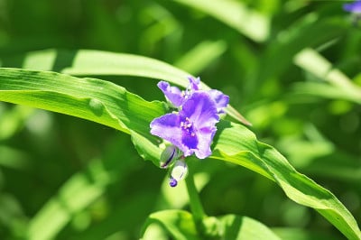 Tradescantia Andersoniana (Zwanenburg Blue)。鸦跖草科的家