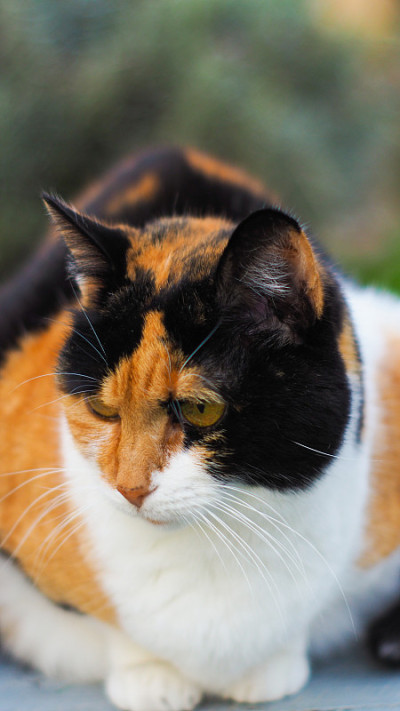 猫伊莎贝尔，在花园里