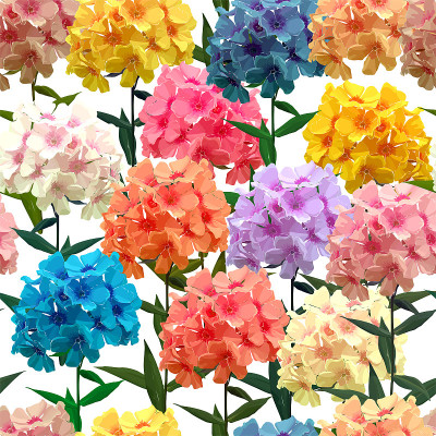 Seamless background of phloxes