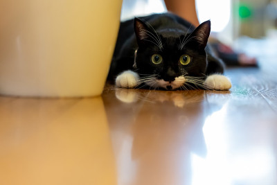 袜子的猫
