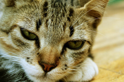 可爱的猫