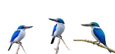 金丝雀(Todiramphus chloris)栖息在孤立于白色背景的细枝上的蓝鸟汇编