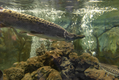水族馆中的斑Gar鱼又名leisosteus Oculatus。