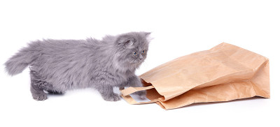 可爱的小猫和纸袋