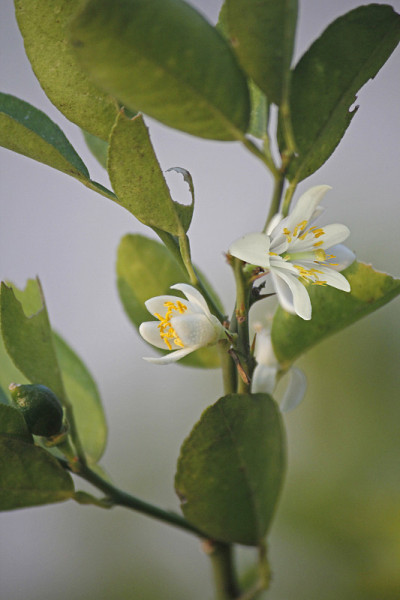 柠檬花，C. limon