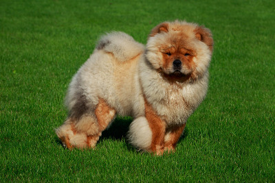 犬种松狮犬