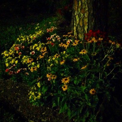 晚上花